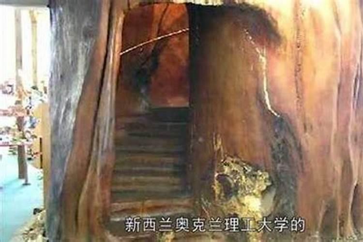 橘子树光开花不长树叶是缺那种肥？