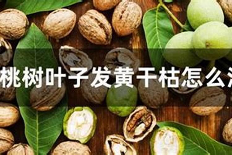 核桃树的主要病害有哪些