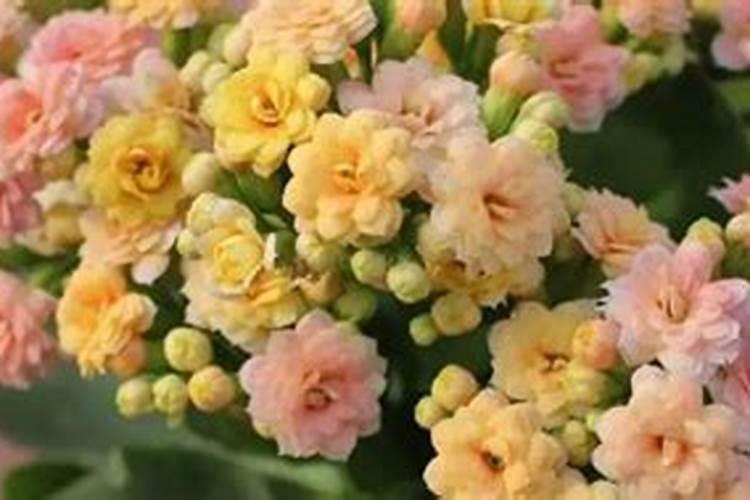长寿花施什么肥料开花