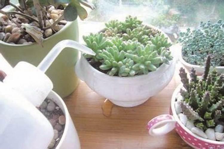 多肉植物施肥方法是什么 有哪些注意事项