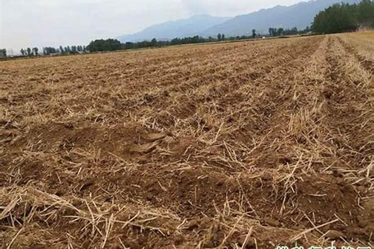 云南适合种植什么药材、一年亩收入5万的药材