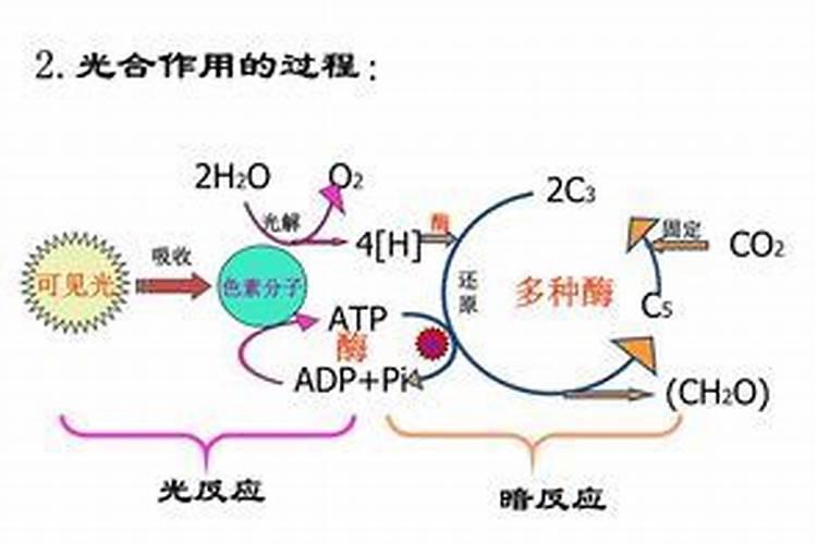酶解鱼蛋白肥料功效