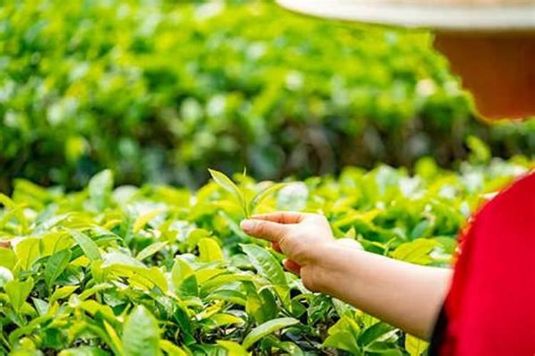 无公害茶叶怎么施肥？详解无公害茶叶施肥技术