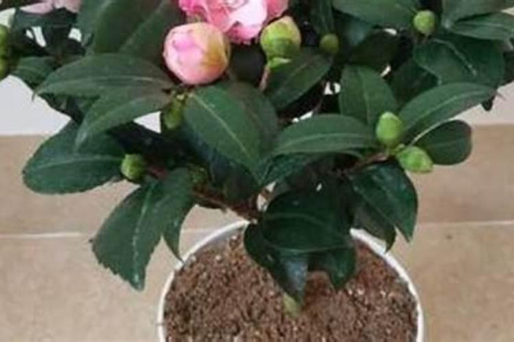 西瓜种植前需要什么底肥？