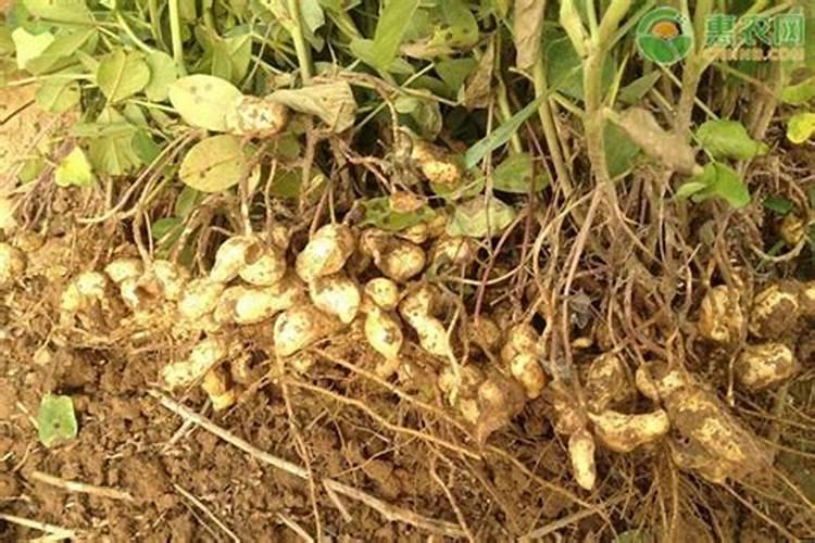 花生开花期要施什么肥