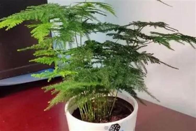 李子树的肥水应该怎么管理呢？