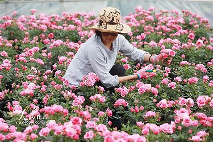 月季修剪后怎样施肥选择什么肥料好
