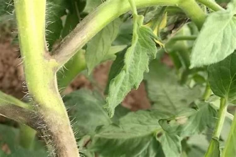 西红柿追肥用什么肥料