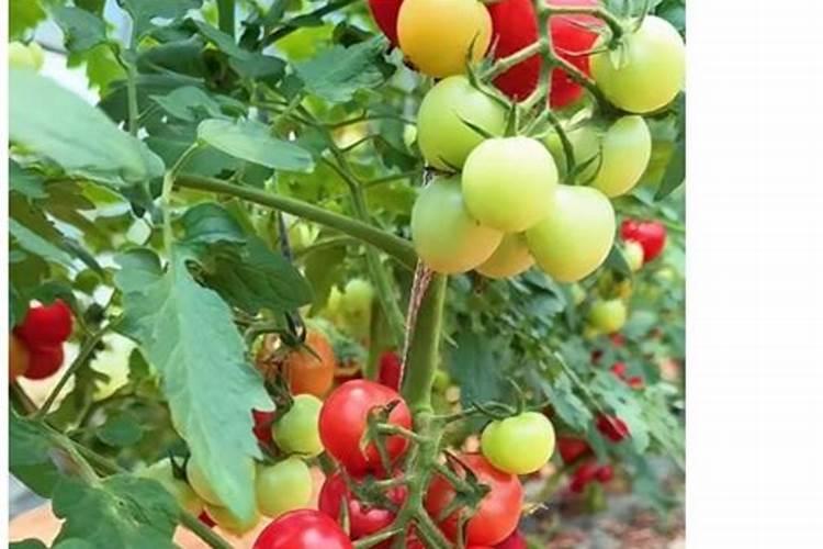 采取什么样的措施可以保证番茄的着色良好？