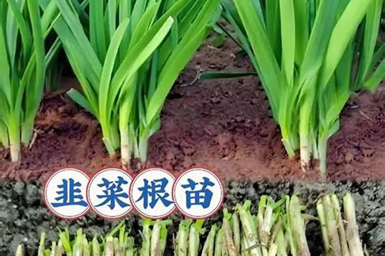 韭菜施什么肥料好？