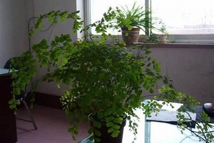 桂花施什么肥料最好