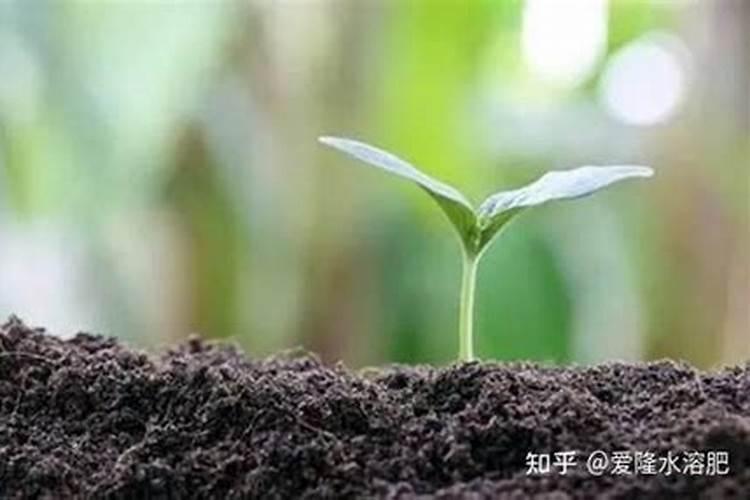 苹果树施肥最佳时间和方法及配方