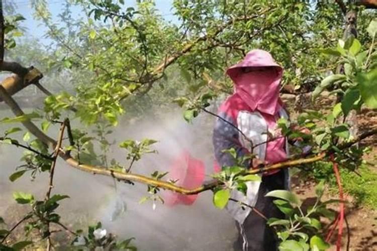 苹果树喷什么叶面肥好