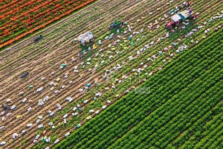 黑芸豆高产栽培技术措施:红芸豆高产栽培技术要点