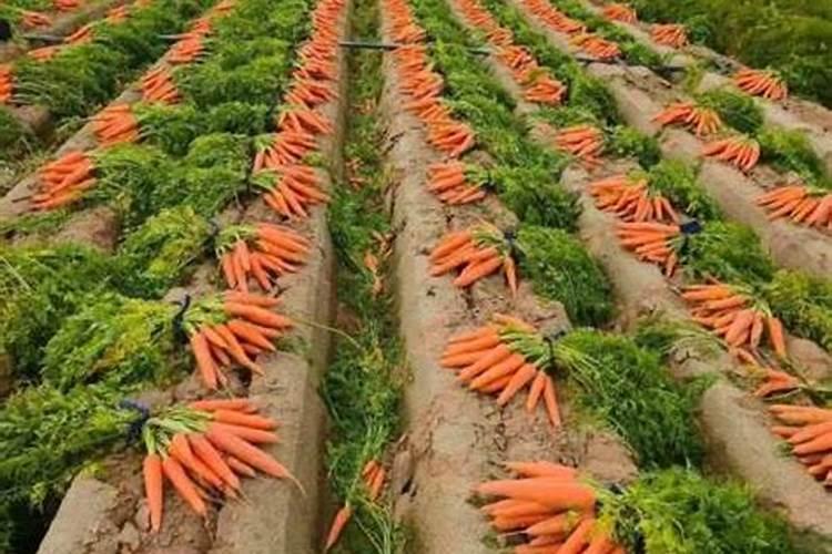 如何种植有机蔬菜