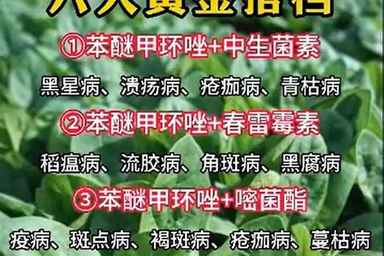 养月季哪种肥料效果更好,生长更旺盛？