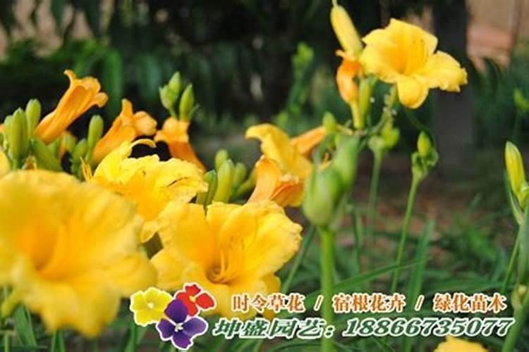 花肥去哪里买
