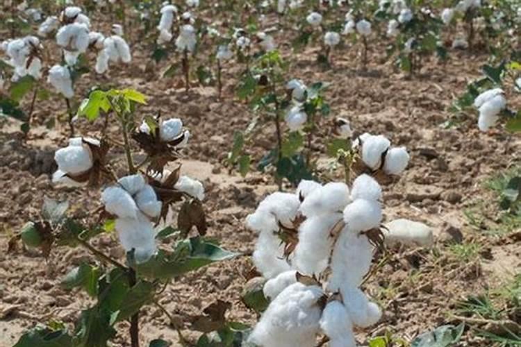 棉花怎么使用叶面肥 棉花施肥方法介绍