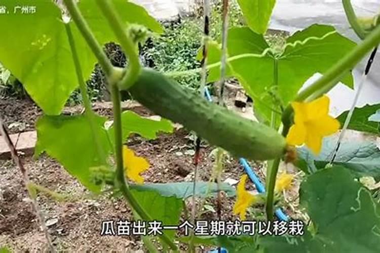 黄瓜追肥用什么肥料好