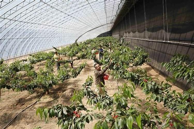 樱桃增甜最佳方法
