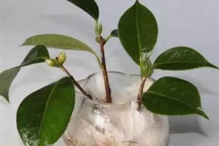 土豆水可以浇花吗？