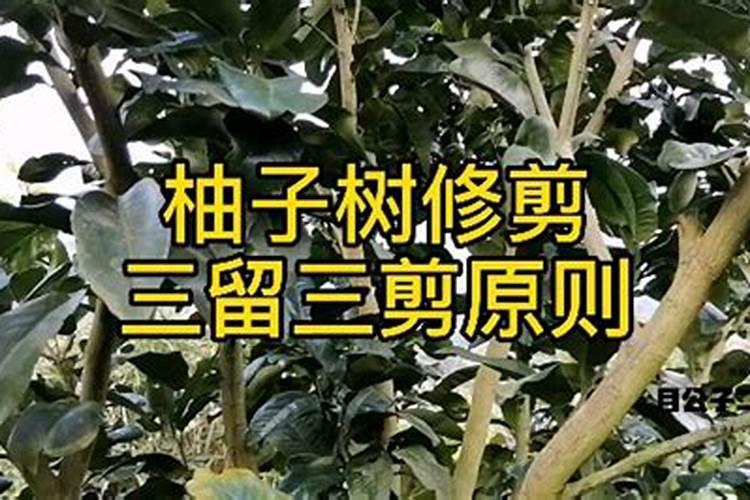 柚子树长年不开花结果该如何处理？
