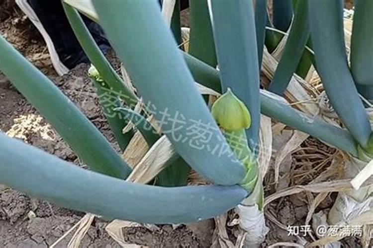 嘎啦苹果几月份成熟采摘