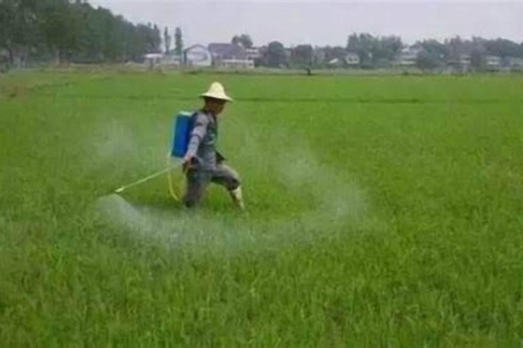 玉米专用除草剂有哪些