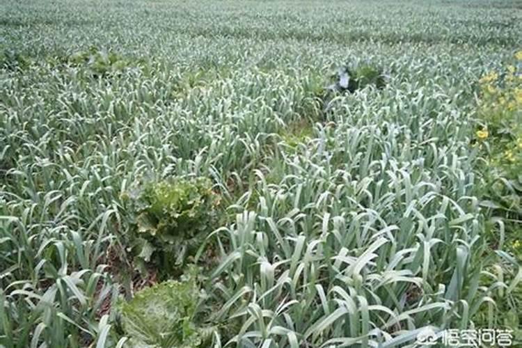 怎么样消灭房屋周围的大树