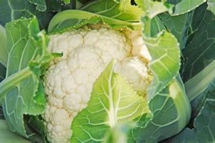菜花冲什么肥料最好