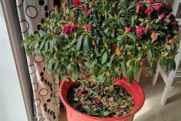 花蕾掉落用什么肥