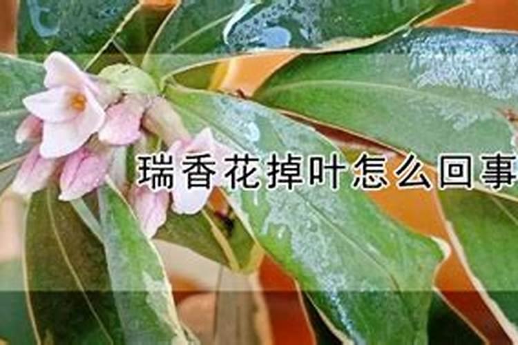 山茶花 叶子脱落应该怎么办？