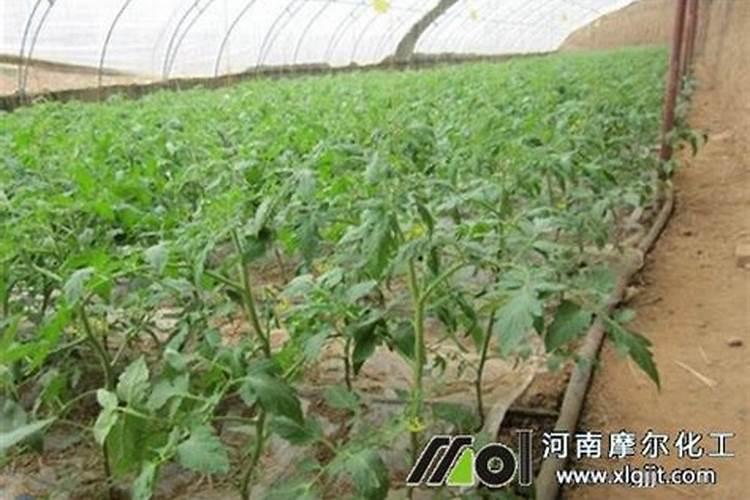 西红柿苗控旺过度怎么办