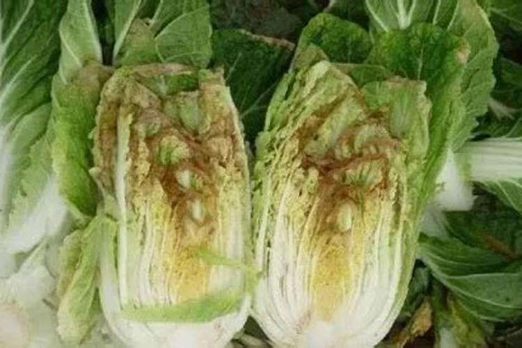 肥料里面含的有机质是指什么