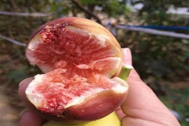 腐植酸有什么作用？腐植酸肥料的使用标准是什么？