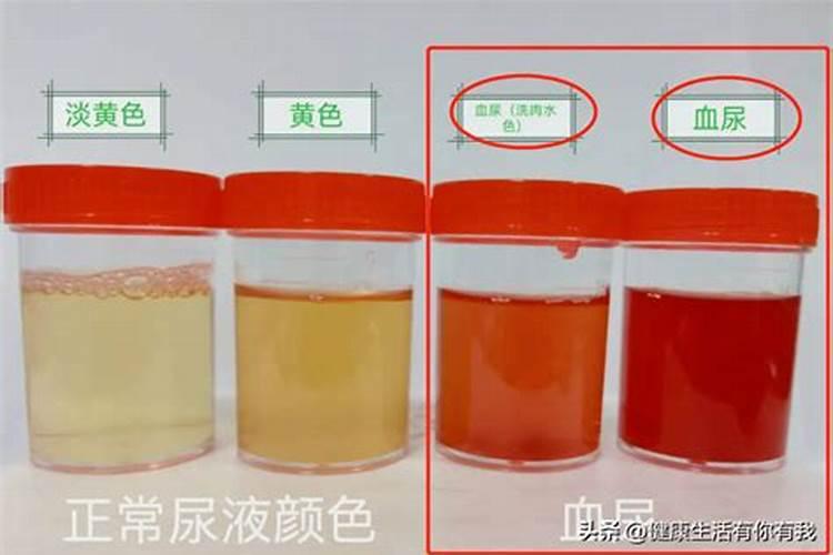 什么叫多肉控养