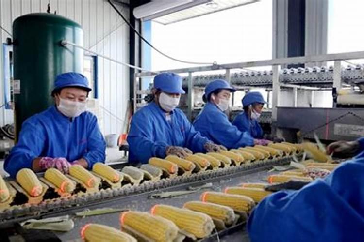 农谷金鳗玉米专用肥是真的还是假的？