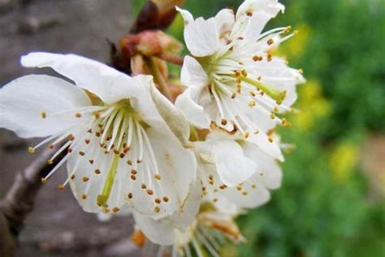 苹果采摘后可以用菌肥吗？