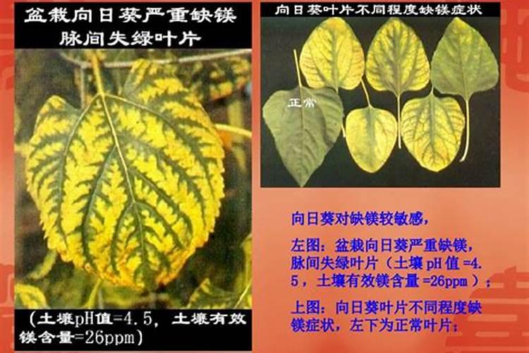 钙镁硼锌铁叶面肥啥时用最好