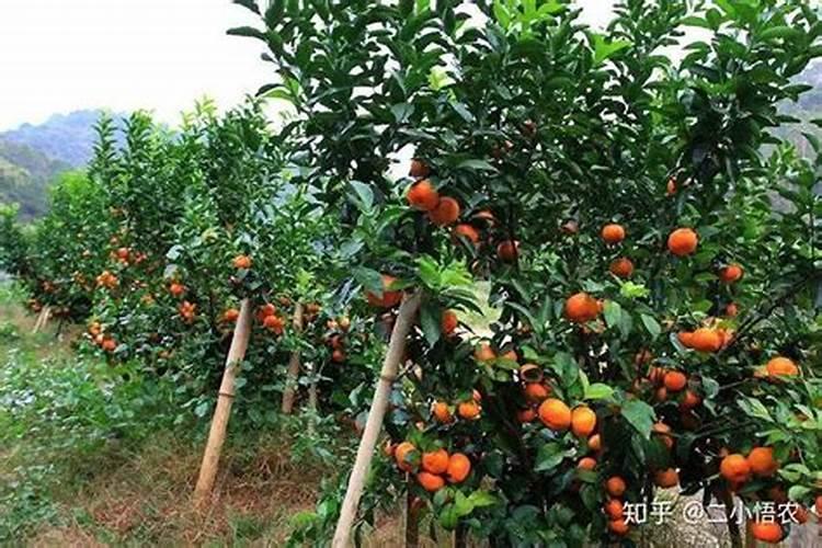水溶肥那一个厂的好