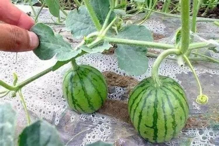 黄豆泡的水可以浇花吗？