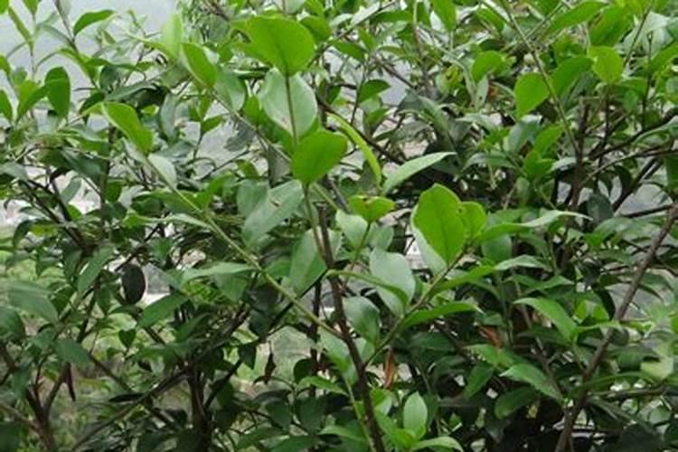 油茶开花时期应该喷何种叶面肥？