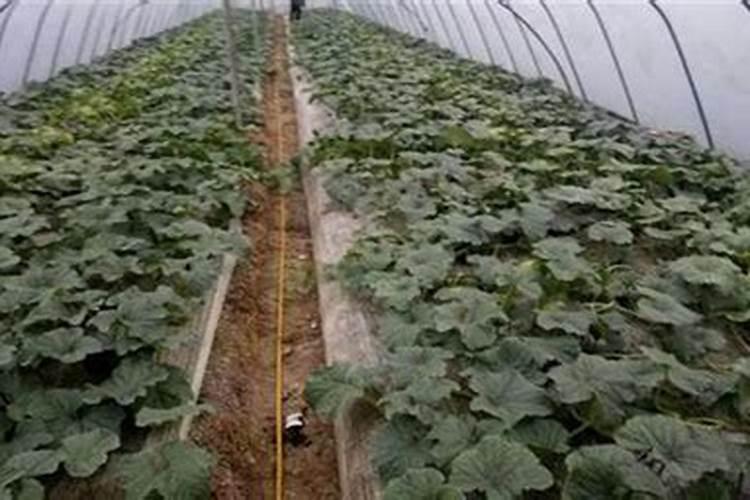 促进开花施什么肥料(果树促花用什么叶面肥好)