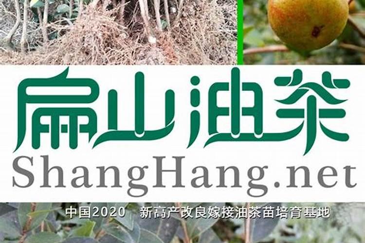 油茶菠菜刚种下第二天怎么施肥