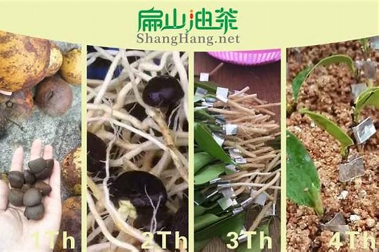 油茶怎样施肥才高产