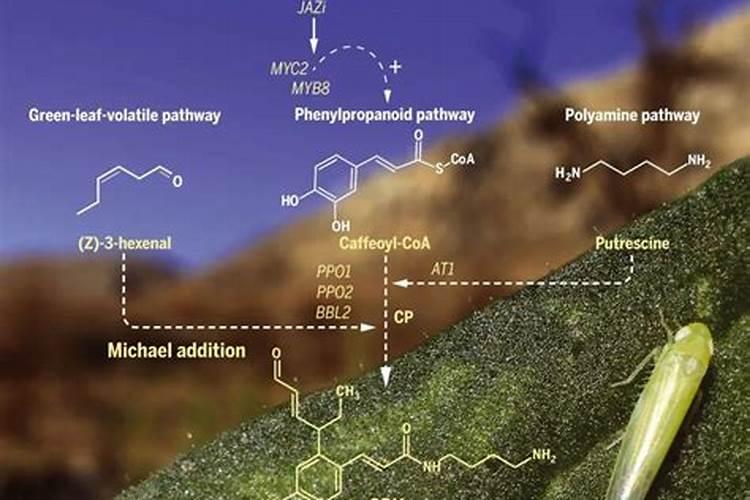 钾肥氮肥磷肥对植物的作用