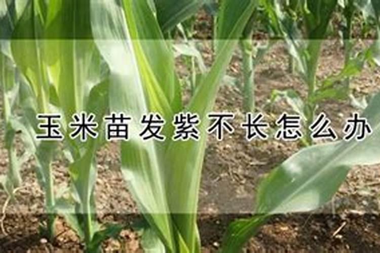 玉米紫红苗的原因是什么 怎么防治方法