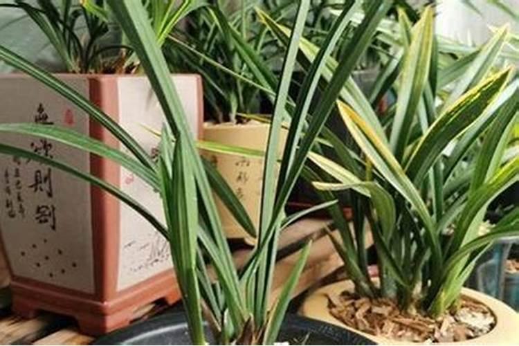 花生追钙肥什么时候最好？该如何进行追钙？
