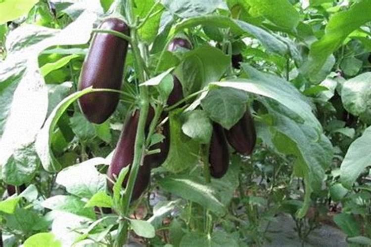 茄子什么时候追肥合适,高产追肥方法