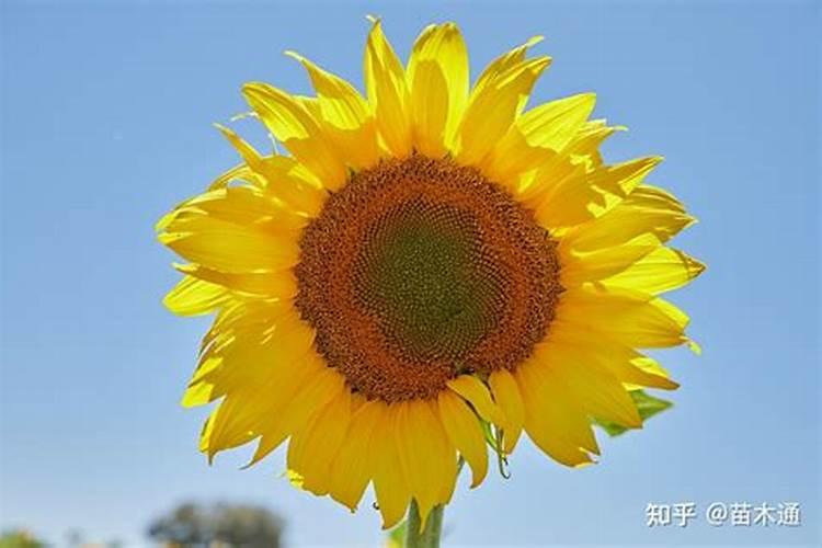 向日葵生长期需要什么肥料